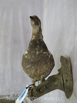 Female Pheasant on Perch TAXIDERMY