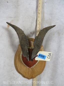 Mounted Tahr Horns on Plaque TAXIDERMY