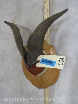 Mounted Tahr Horns on Plaque TAXIDERMY