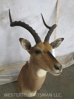 Impala Sh Mt TAXIDERMY