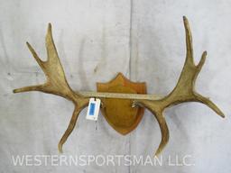 Moose Rack on Plaque TAXIDERMY