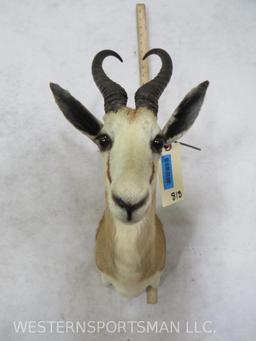 Springbok Sh Mt TAXIDERMY