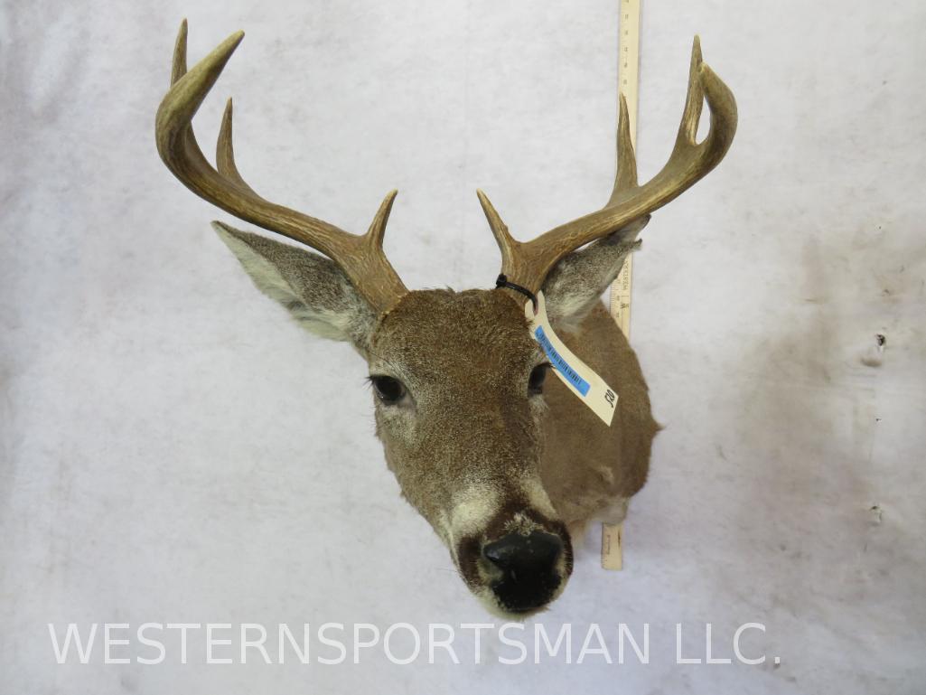 8 PT Whitetail Sh Mt TAXIDERMY