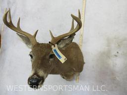 8 PT Whitetail Sh Mt TAXIDERMY