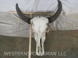 WATERBUFFALO SKULL TAXIDERMY