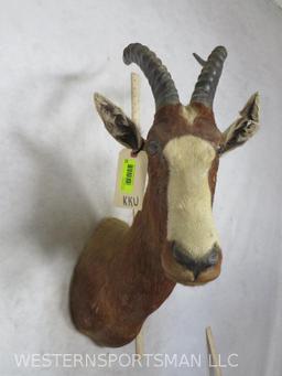 Blesbok Sh Mt TAXIDERMY