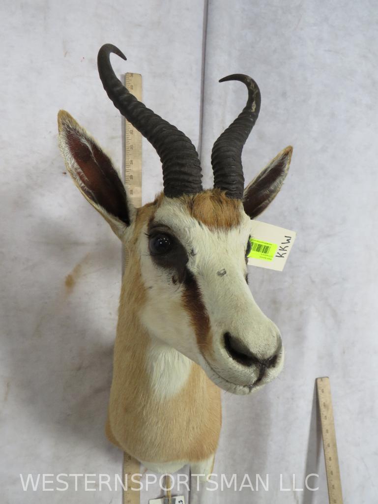 SPRINGBOK SH MT TAXIDERMY