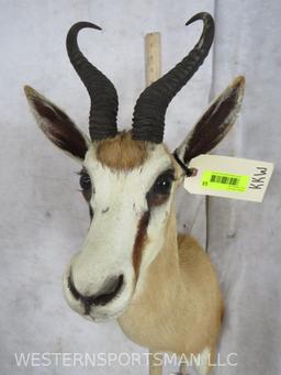 SPRINGBOK SH MT TAXIDERMY