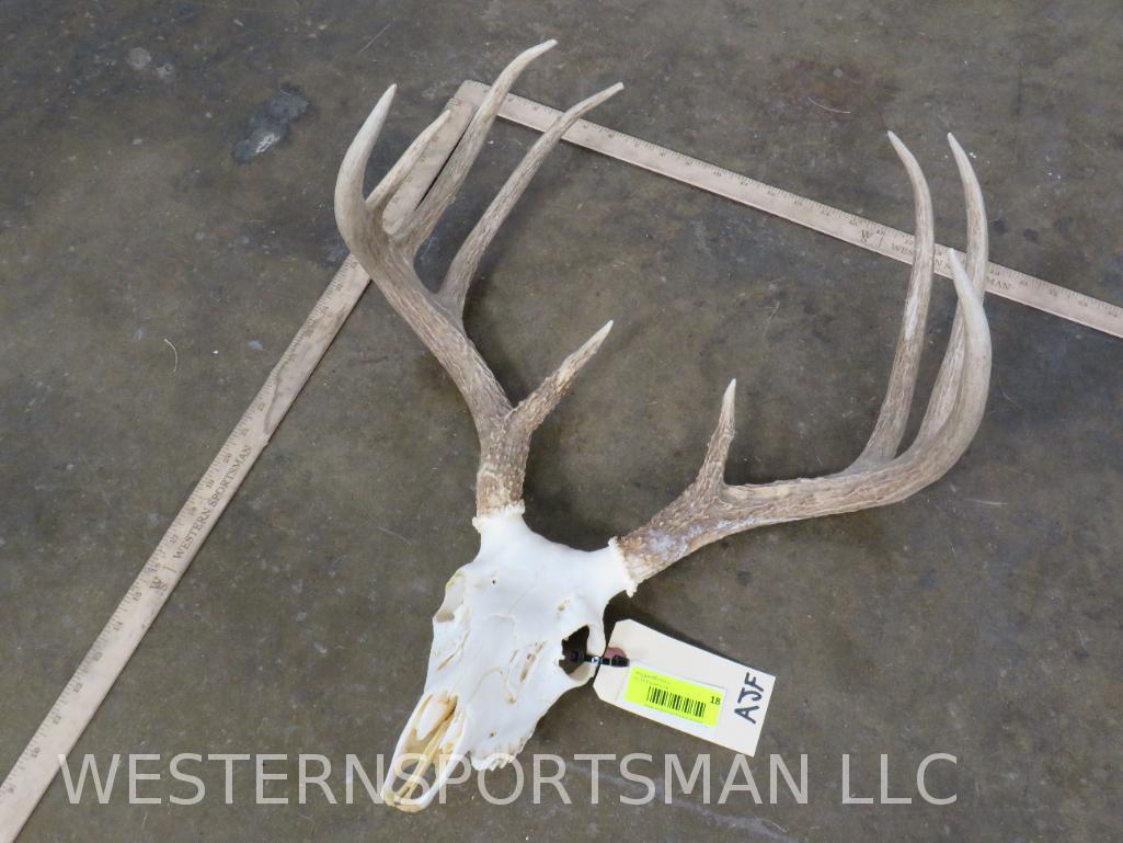 Whitetail Skull TAXIDERMY