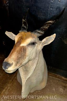 Eland Sh Mt TAXIDERMY