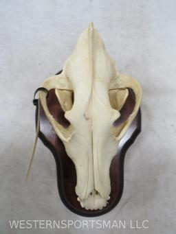 WOLF SKULL ON PLAQUE TAXIDERMY