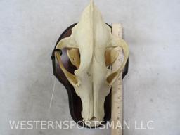 WOLF SKULL ON PLAQUE TAXIDERMY