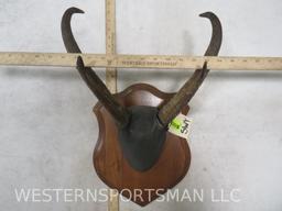 PRONGHORN SKULL ON PLAQUE TAXIDERMY