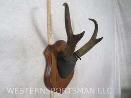 PRONGHORN SKULL ON PLAQUE TAXIDERMY