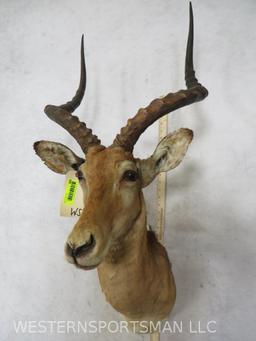 Impala Sh Mt TAXIDERMY