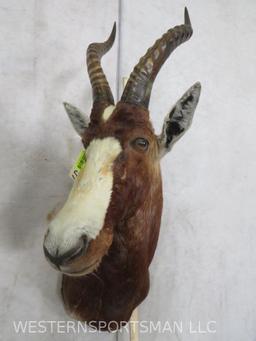 Blesbok Sh Mt TAXIDERMY