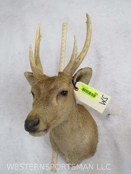 DEER SH MT TAXIDERMY