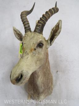 WHITE BLESBOK SH MT TAXIDERMY