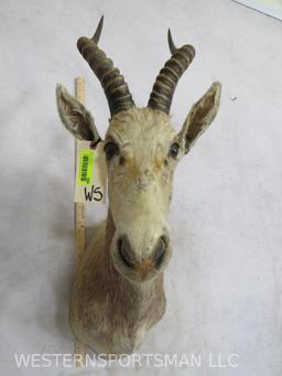 WHITE BLESBOK SH MT TAXIDERMY