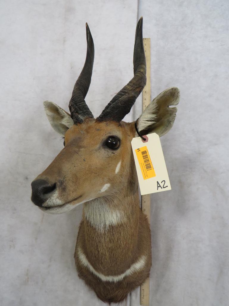 BUSHBUCK SH MT TAXIDERMY