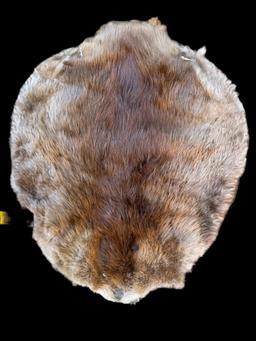 2 Really Soft tanned Beaver furs/hides/skins, 31 inches X 19 inches & 24 inches X 19 inches = 2 x $