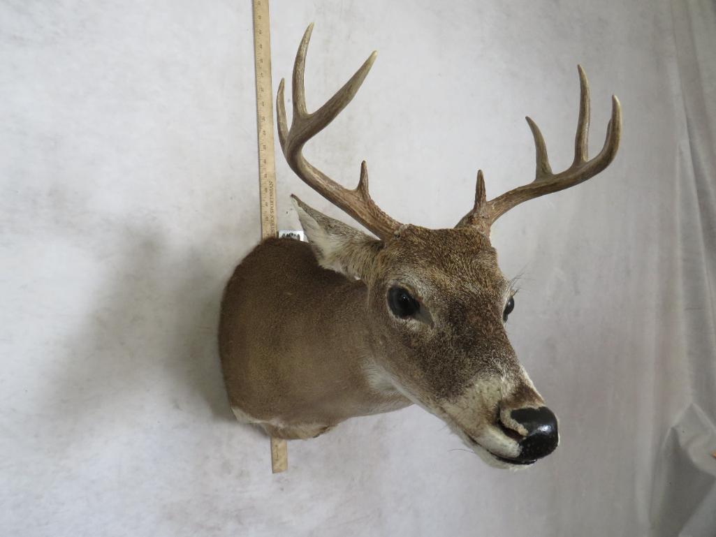 2 Whitetail Sh Mts (2x$) TAXIDERMY