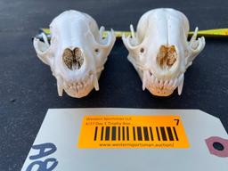 2 Raccoon skulls, all teeth, app. 4 inches long X 3 inches wide, - 2 X $