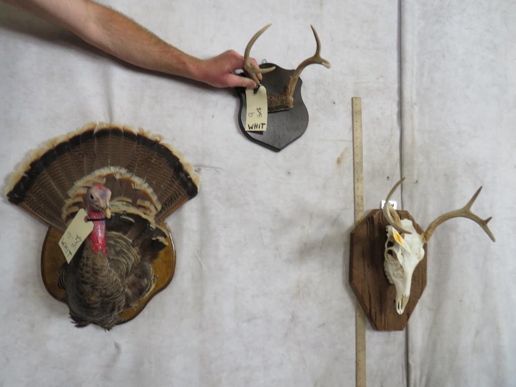 Whitetail Skull on Plaque, Whitetail Rack & 1 Turkey Wall Mount (3x$) DECOR