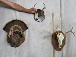 Whitetail Skull on Plaque, Whitetail Rack & 1 Turkey Wall Mount (3x$) DECOR