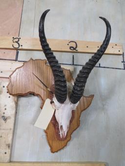 Springbok Euro on Africa Shaped Plaque TAXIDERMY