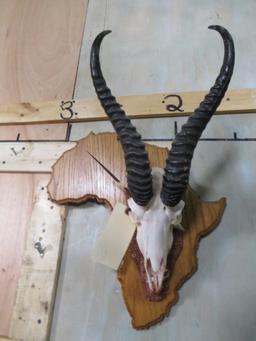 Springbok Euro on Africa Shaped Plaque TAXIDERMY