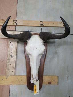 Wildebeest Skull on Plaque TAXIDERMY