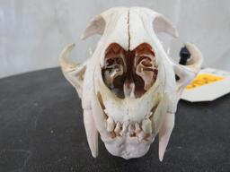 Bobcat Skull TAXIDERMY