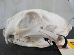 Bobcat Skull TAXIDERMY