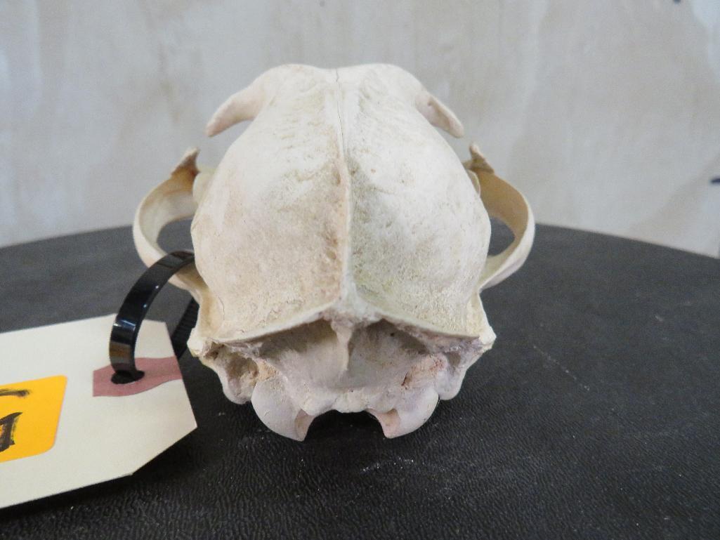 Bobcat Skull TAXIDERMY