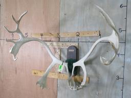 Caribou Rack on Plaque TAXIDERMY