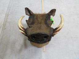 WARTHOG SH MT TAXIDERMY