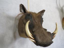 WARTHOG SH MT TAXIDERMY