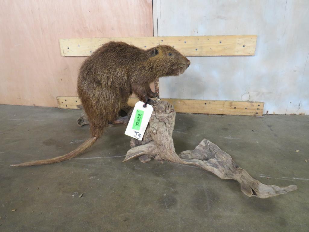 Lifesize Nutria on Limb TAXIDERMY