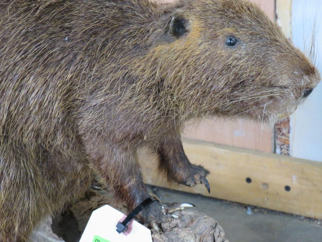 Lifesize Nutria on Limb TAXIDERMY