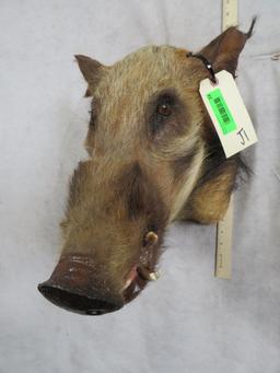 Bush Pig Sh Mt TAXIDERMY