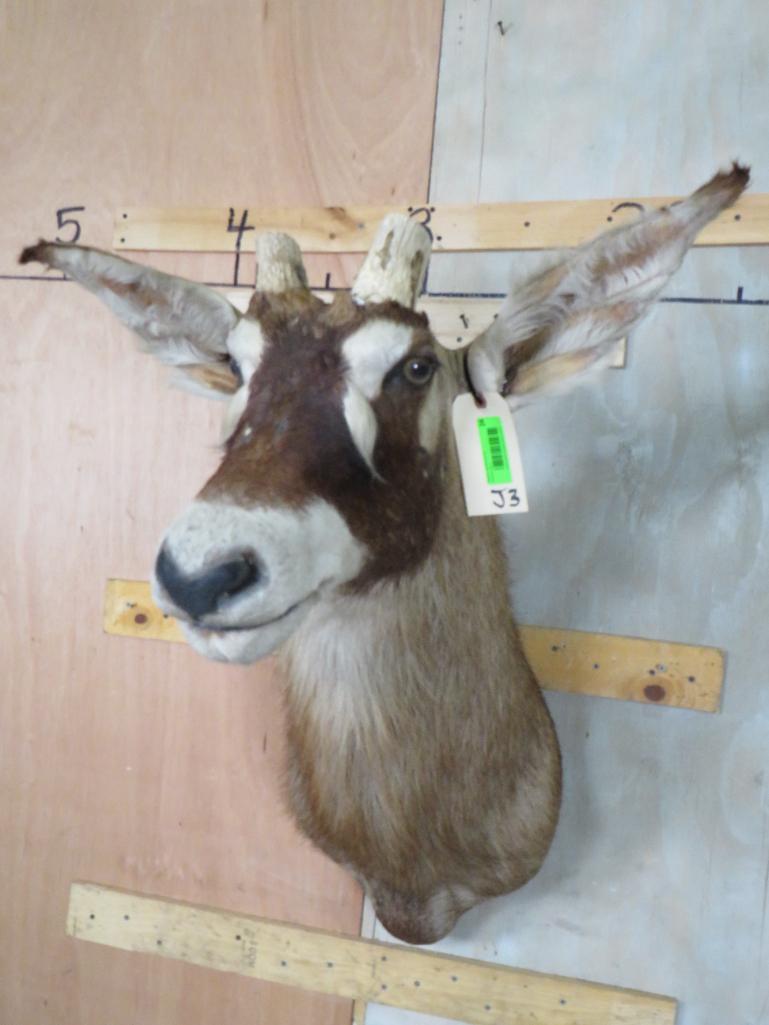 Roan Sh Mt *No Horns* TAXIDERMY