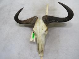 Wildebeest Skull TAXIDERMY