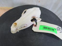 Coyote Skull TAXIDERMY