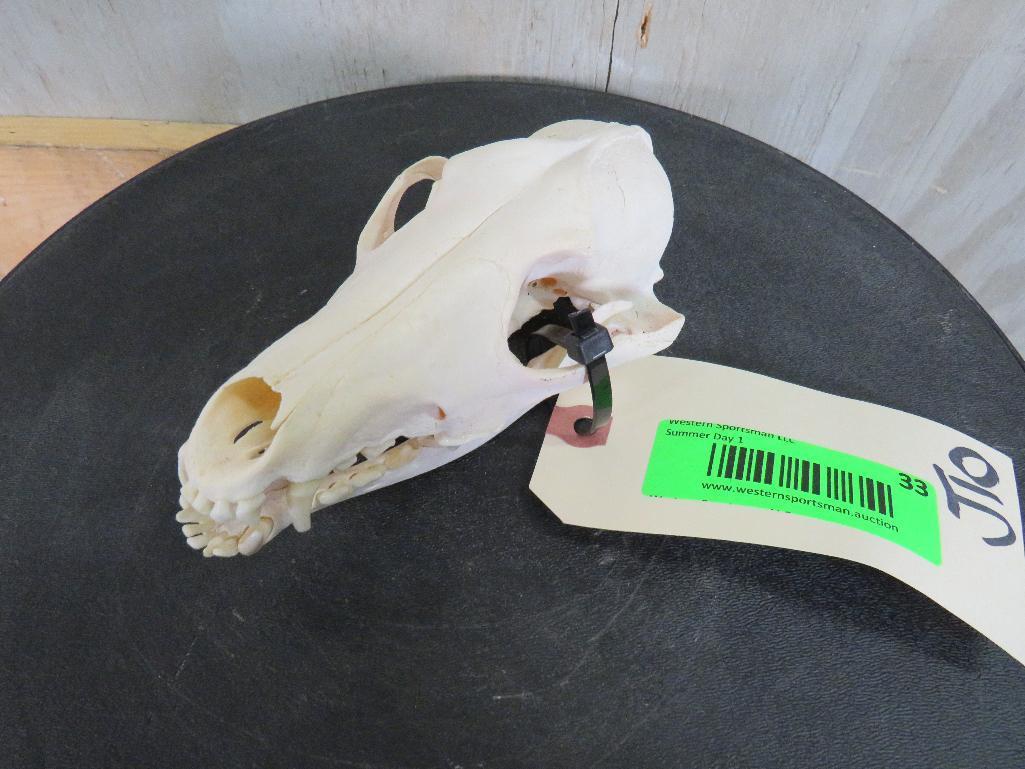 Coyote Skull TAXIDERMY