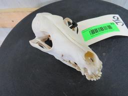 Coyote Skull TAXIDERMY