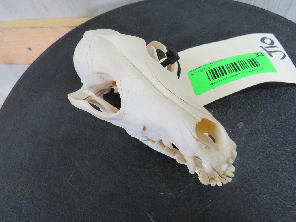Coyote Skull TAXIDERMY