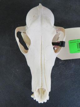 Coyote Skull TAXIDERMY