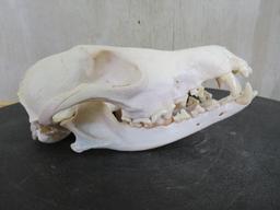Coyote Skull TAXIDERMY