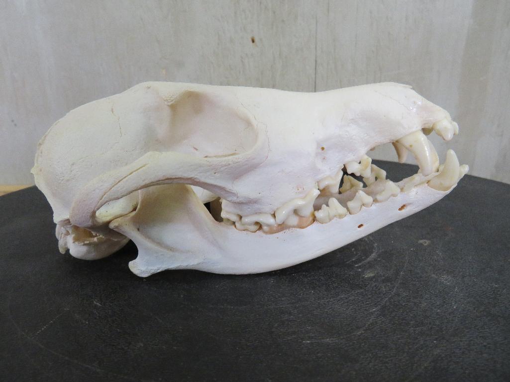 Coyote Skull TAXIDERMY